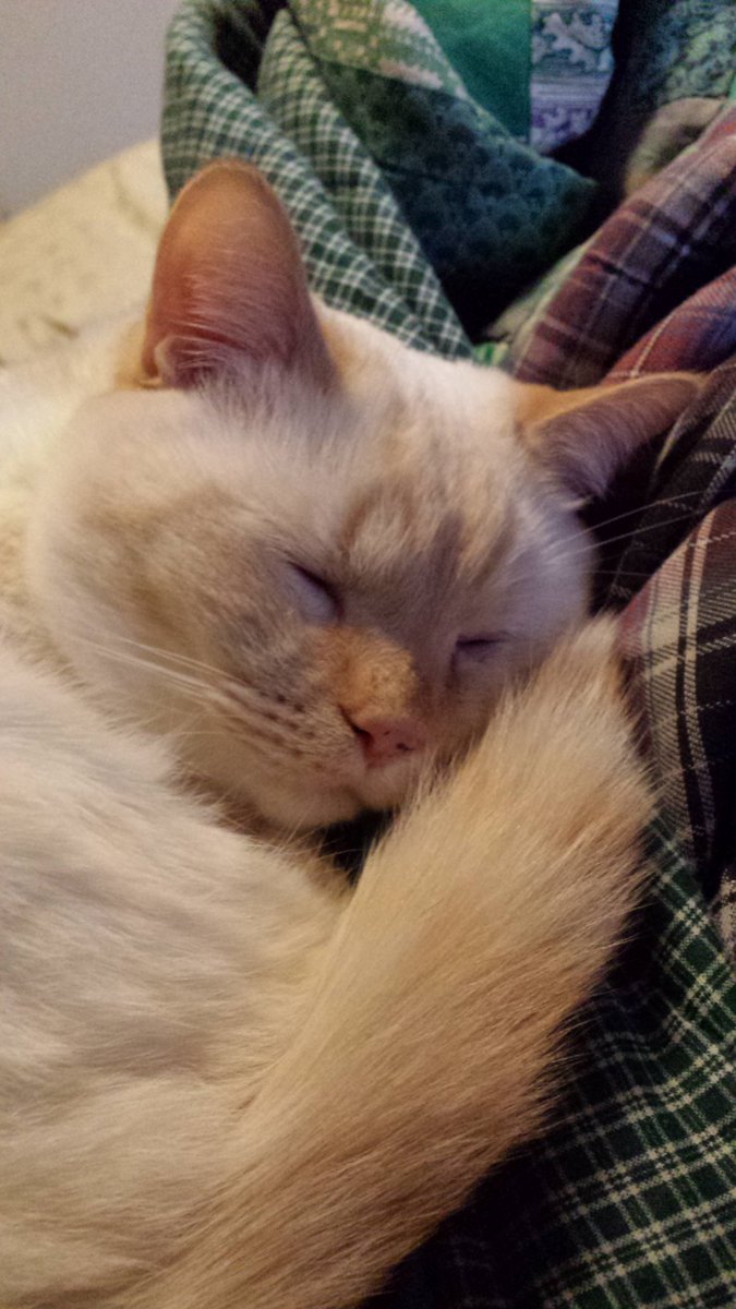 SirJackTheCat's tweet photo. Polar vortex, schmolar vortex. I'm hanging out with the quilts. #Caturday #CatsOfTwitter https://t.co/sGvMPITUJu