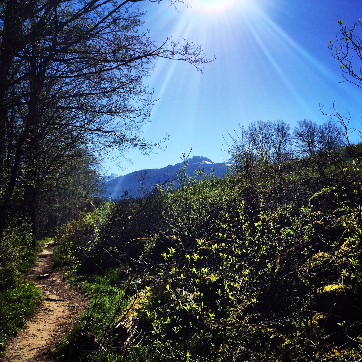 mothermother's tweet photo. What do you do when you live in a place that looks like this? Morning walks. #Squamish @JasminParkin #mmdailydose https://t.co/sgGn5p9uW1