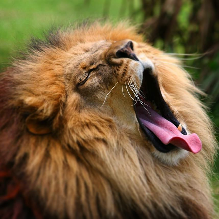 photosbychalo's tweet photo. Today's wether got me like... Yaaawn! ๐ #slowmotion #easyathome #yawning https://t.co/KP4uE3kw60 https://t.co/OSLLwpydHL
