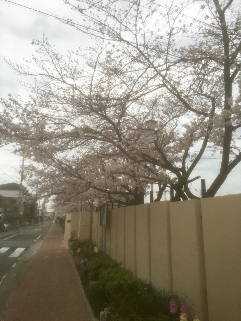 Demo88Demo's tweet image. 桜が満開😀