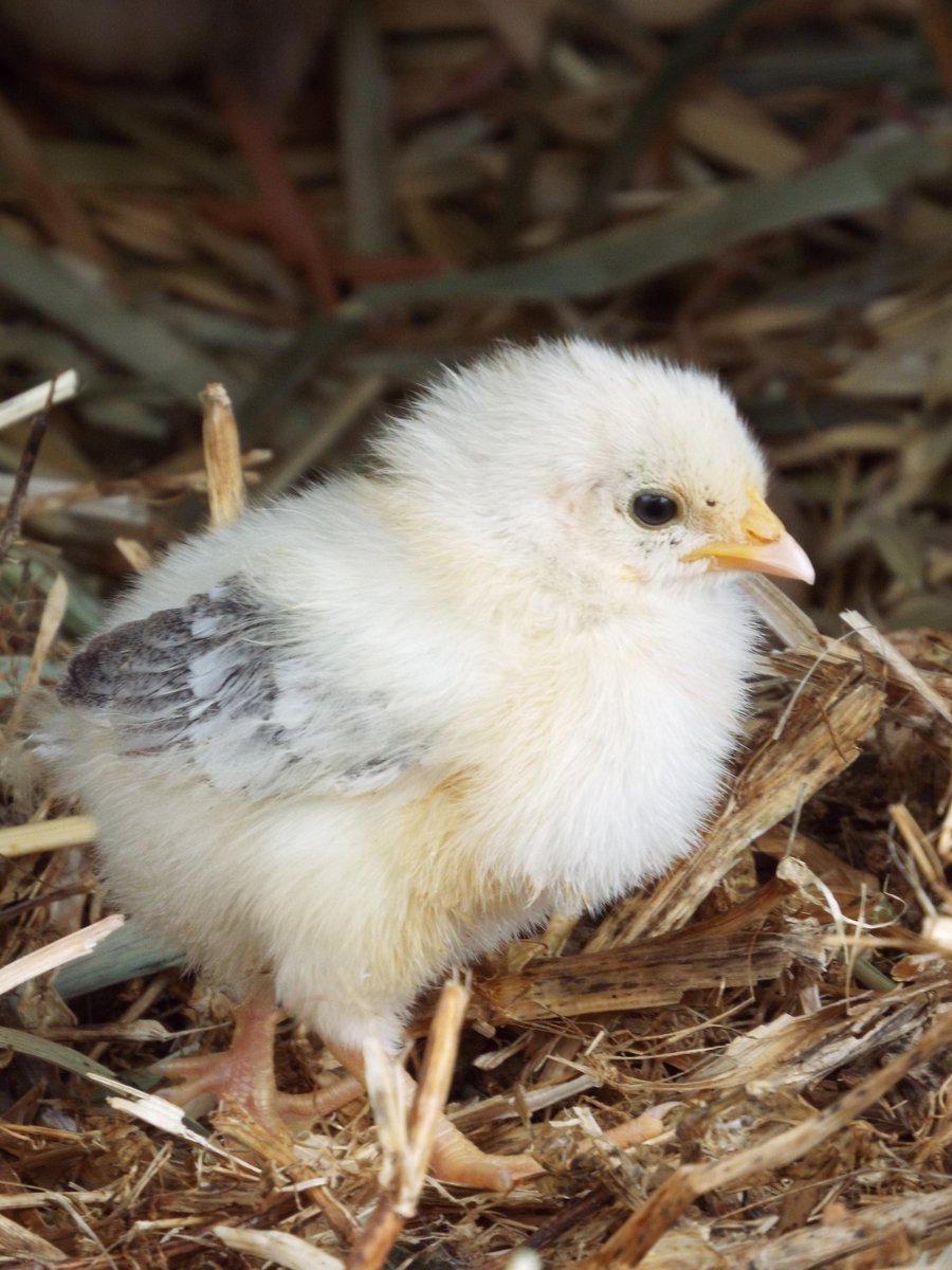 jewelbythec's tweet image. Tiny chicken struting silver wings #tinychicken our first Dorking to hatch