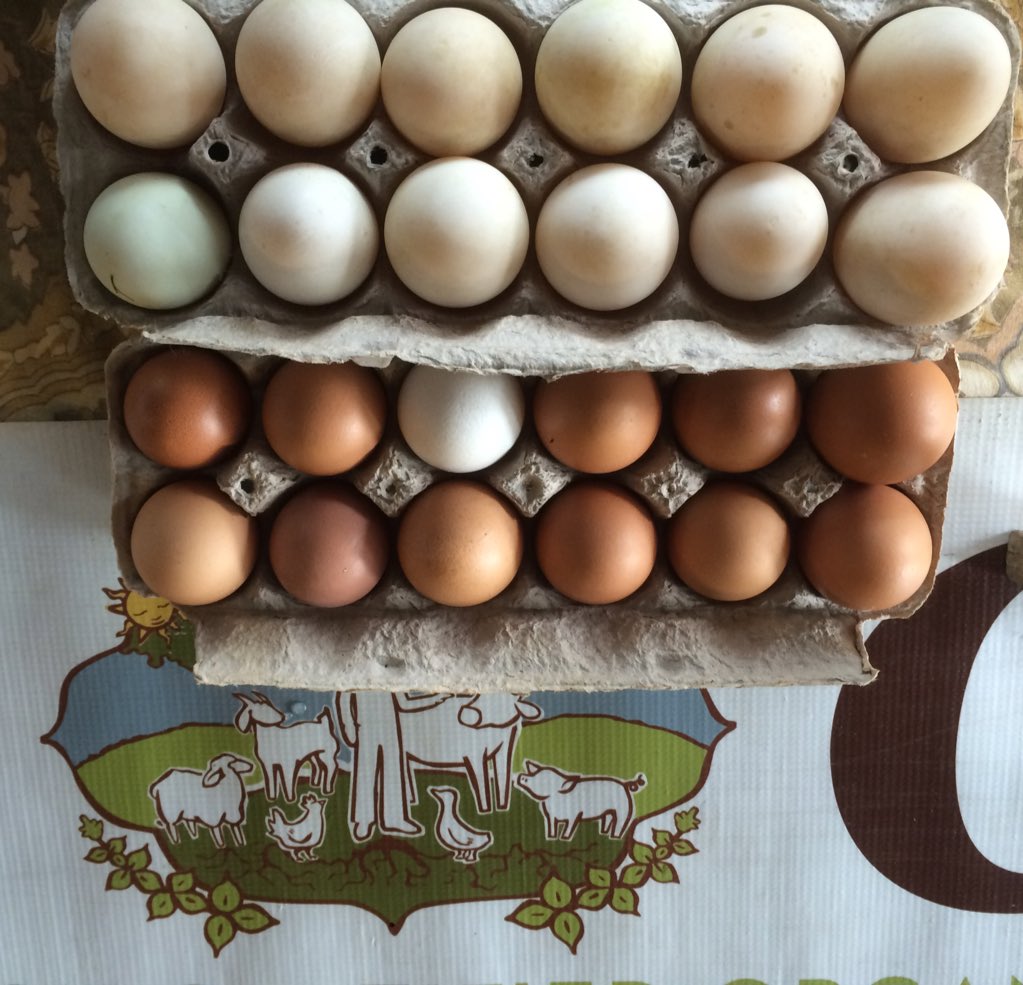 The ducks have been busy &amp; duck eggs are back <a href="/MintCreek_IL/">Mint Creek Farm</a> <a href="/GreenCityMarket/">Green City Market</a>