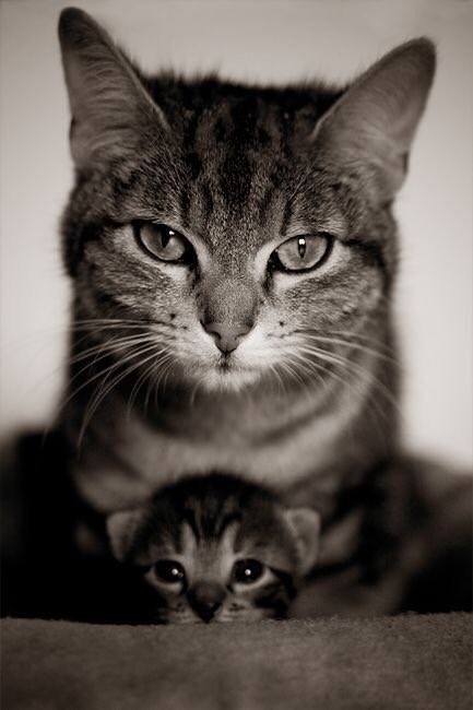 dailycatdosage's tweet photo. Mothers days coming up soon https://t.co/mniuqFBHFZ