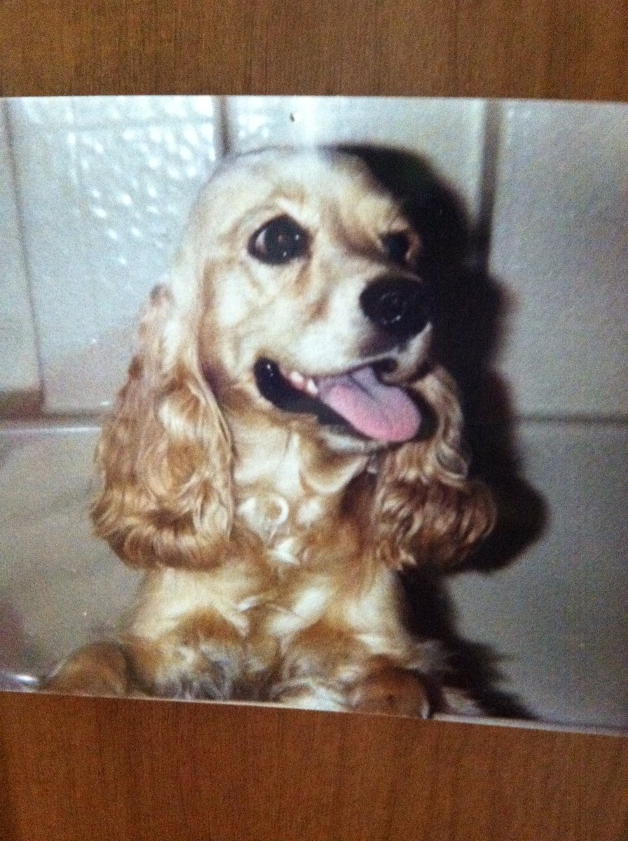 k9frames's tweet photo. Our #cocker 1989. She was the #bestdog https://t.co/nxShPDphTl