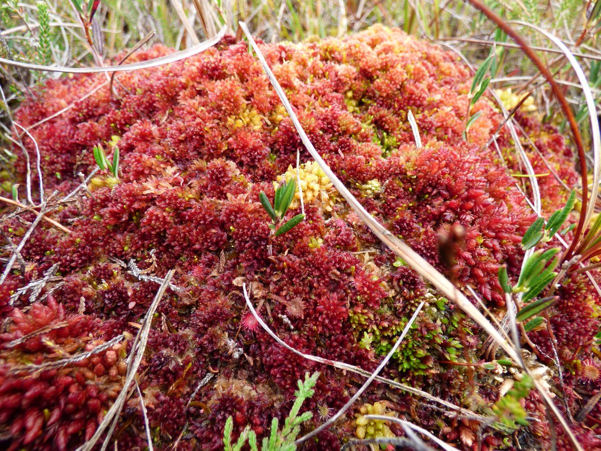 kellylad's tweet photo. S. magellanicum, S. papillosum & C. introflexus (think?!) at Girley bog @NimbosaEcology @BSBIbotany #bryos https://t.co/8rnKG0Y5Nw