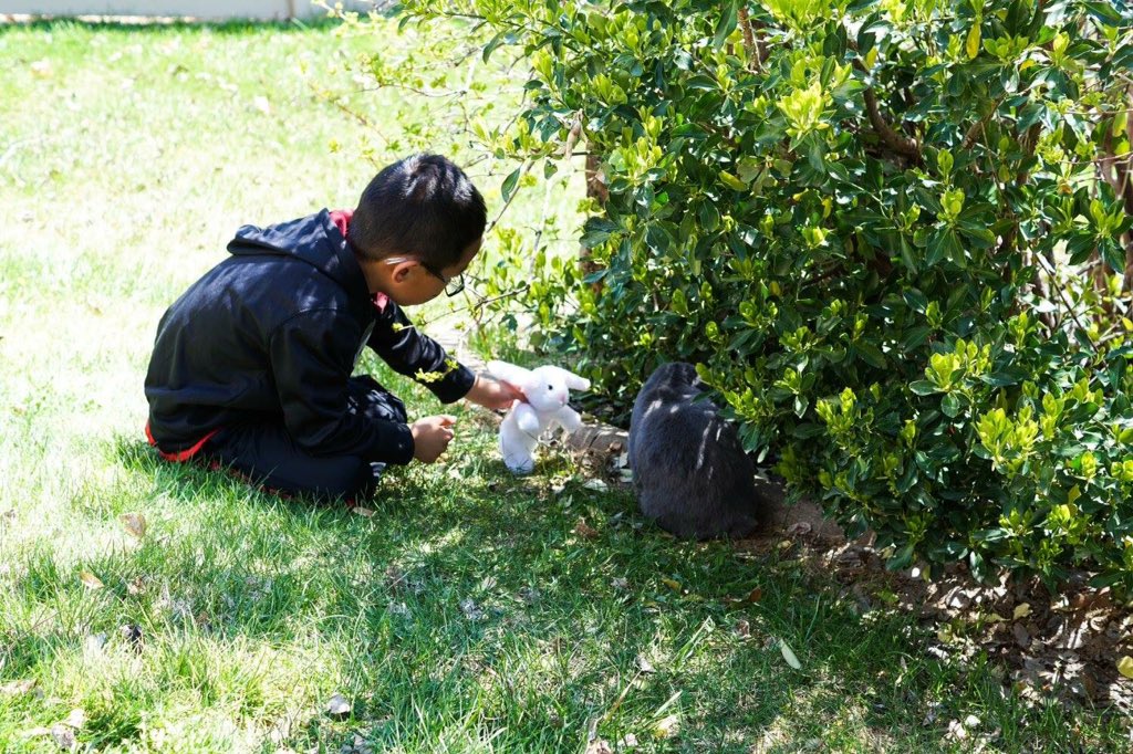 BunNoel's tweet photo. I was a guest of honor at a #birthday party today! #bunny #funny #b-day #bash #pet #rabbit https://t.co/XoIYmOaJYv