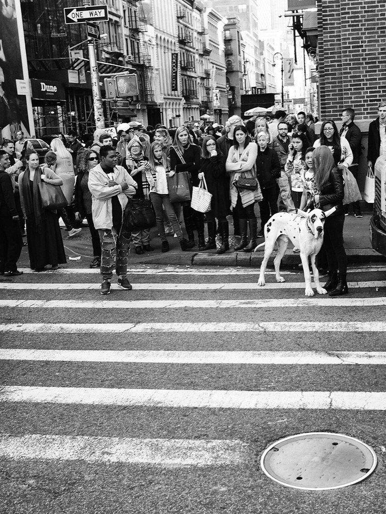 markos_george's tweet photo. The real big dog #NYC #greatdane https://t.co/HHHULchbbX