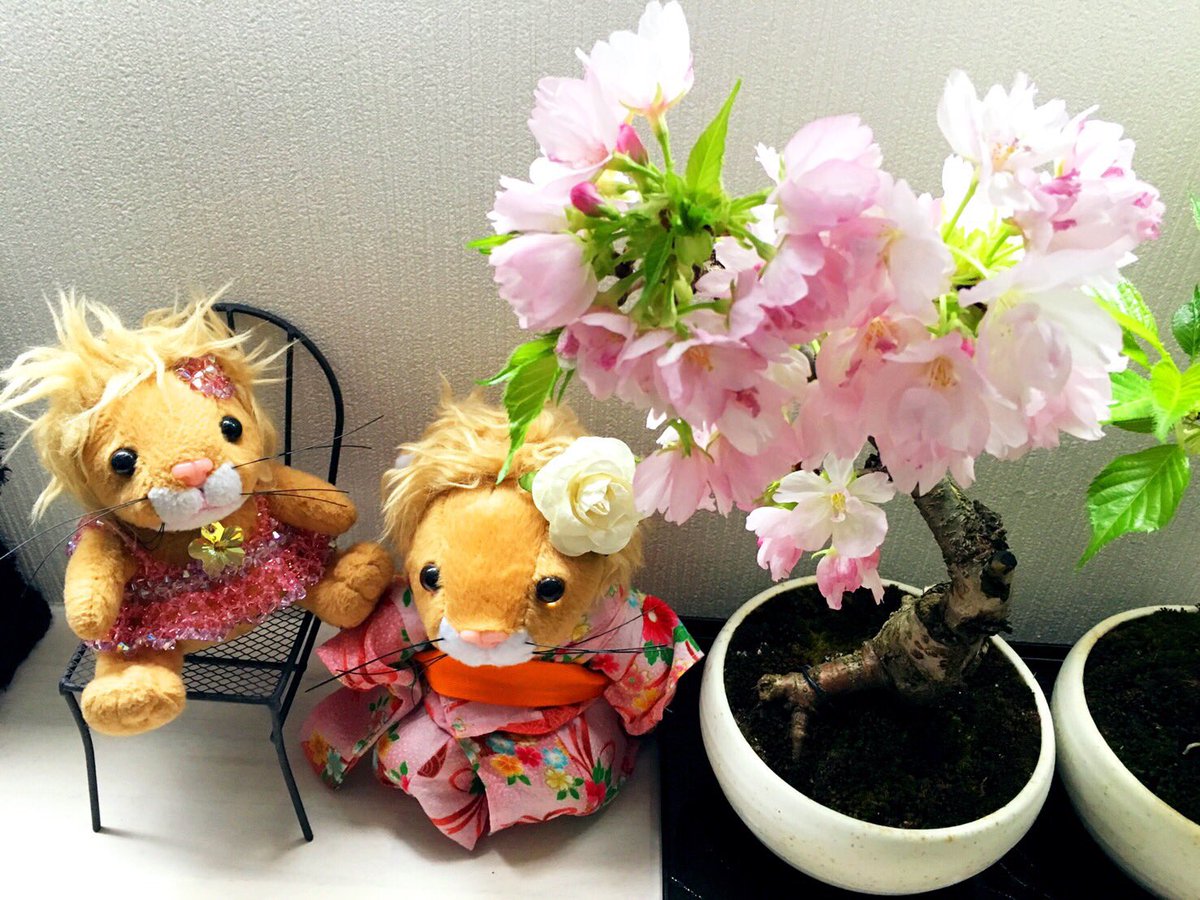 SleepTravel3's tweet photo. #ぬい撮り #ぬいぐるみ #桜 #さくら #リッツカールトン #盆栽 https://t.co/VJ639MndgN