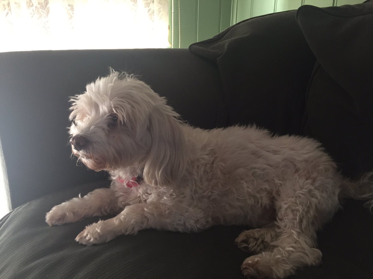 deluxecanine's tweet image. My poor old family dog "Ruby" is very sick, she's 14... #PrayForRuby