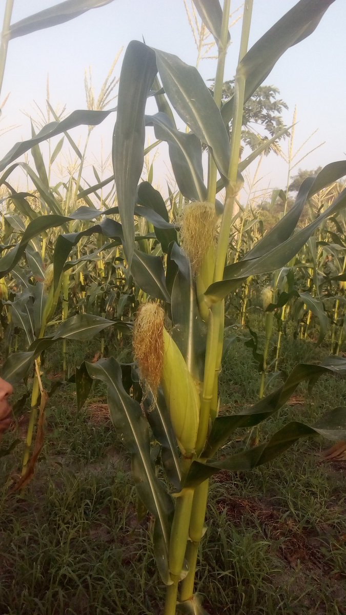 mapanjayanet's tweet photo. #mapan jaya net ceria pg ni jagung f1 https://t.co/AbDFPBAyYT