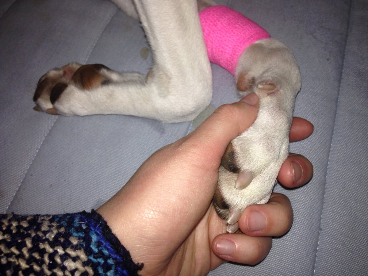 PermiePuppy's tweet photo. 💚😷🐶 https://t.co/1YJYKwaFZo