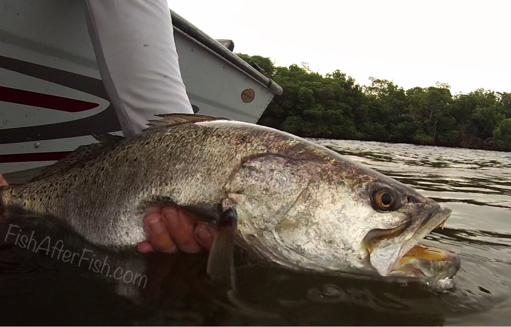 TCoastTackle's tweet photo. Releasing a big ole healthy #trout from today!
#indianriver #catchandrelease #gatortrout #love #fishing #gopro https://t.co/copSnohmtW