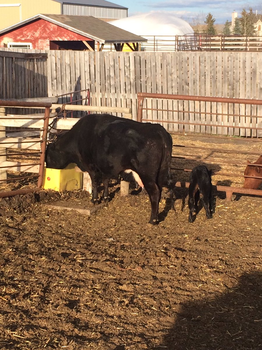Highwood ranch's calves and cows