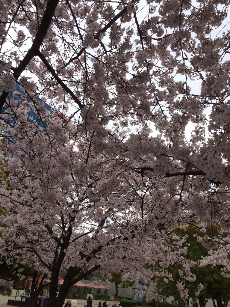 snoer_kai's tweet photo. 扇町公園着きました！
場所取りしてます！ https://t.co/gvyVY3L1DH
