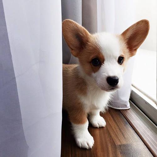 xogamesxo's tweet photo. choose the cuttest pet for you https://t.co/KVa8KOJ2aD