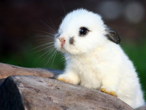 xogamesxo's tweet photo. choose the cuttest pet for you https://t.co/KVa8KOJ2aD