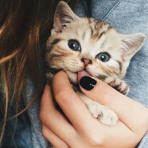xogamesxo's tweet photo. choose the cuttest pet for you https://t.co/KVa8KOJ2aD