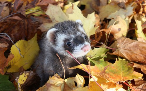 xogamesxo's tweet photo. choose the cuttest pet for you https://t.co/KVa8KOJ2aD