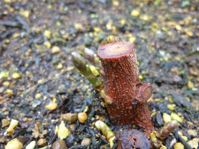 ホップの栽培方法 ビールの原料としても有名な植物の育て方を知ろう 4ページ目 Botanica