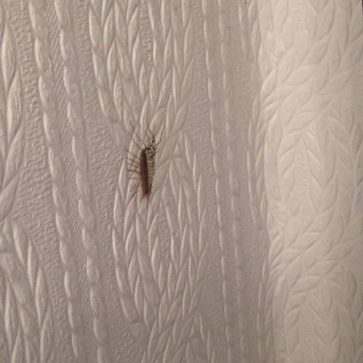 mackmerry77's tweet photo. This thing is 3 inches long... For sale: hoarder house that may or may not have GIANT silverfish. Going cheap! https://t.co/1OX256JVxD