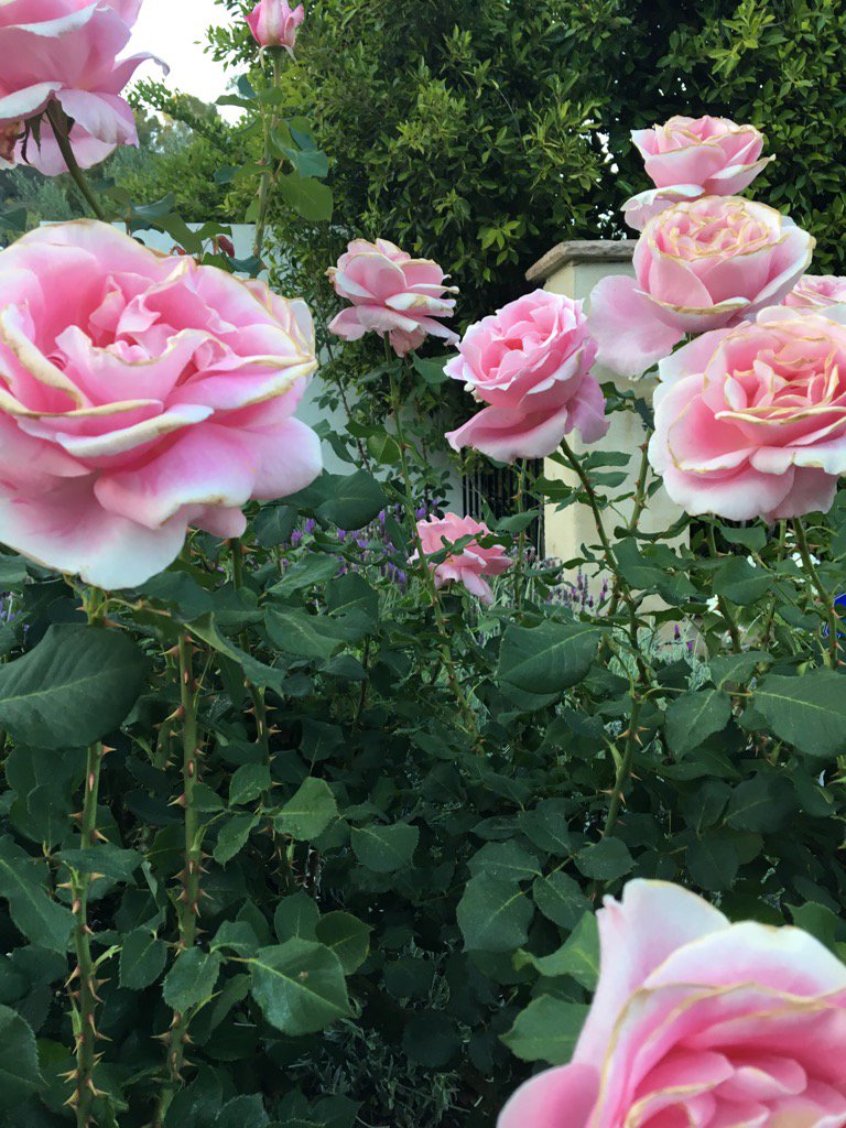 JodiBinstock's tweet photo. #springinthevalley https://t.co/2akp4vOLBw