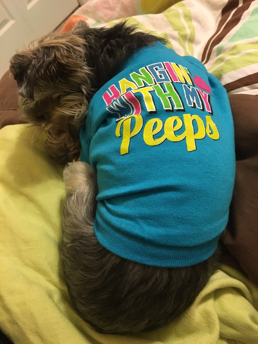 DivaGeorgia's tweet photo. Doing what I do best in my new t-shirt from @PetSmart 🐣🐰 #Peeps https://t.co/oYBC2DkoIB