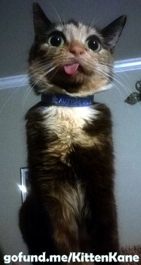 Kitten_Kane's tweet photo. Light it up Blue for Autism today!
Spread awareness about Autism this April.

#AutismSpeaks #LightItUpBlue https://t.co/Ot99nUR0Te