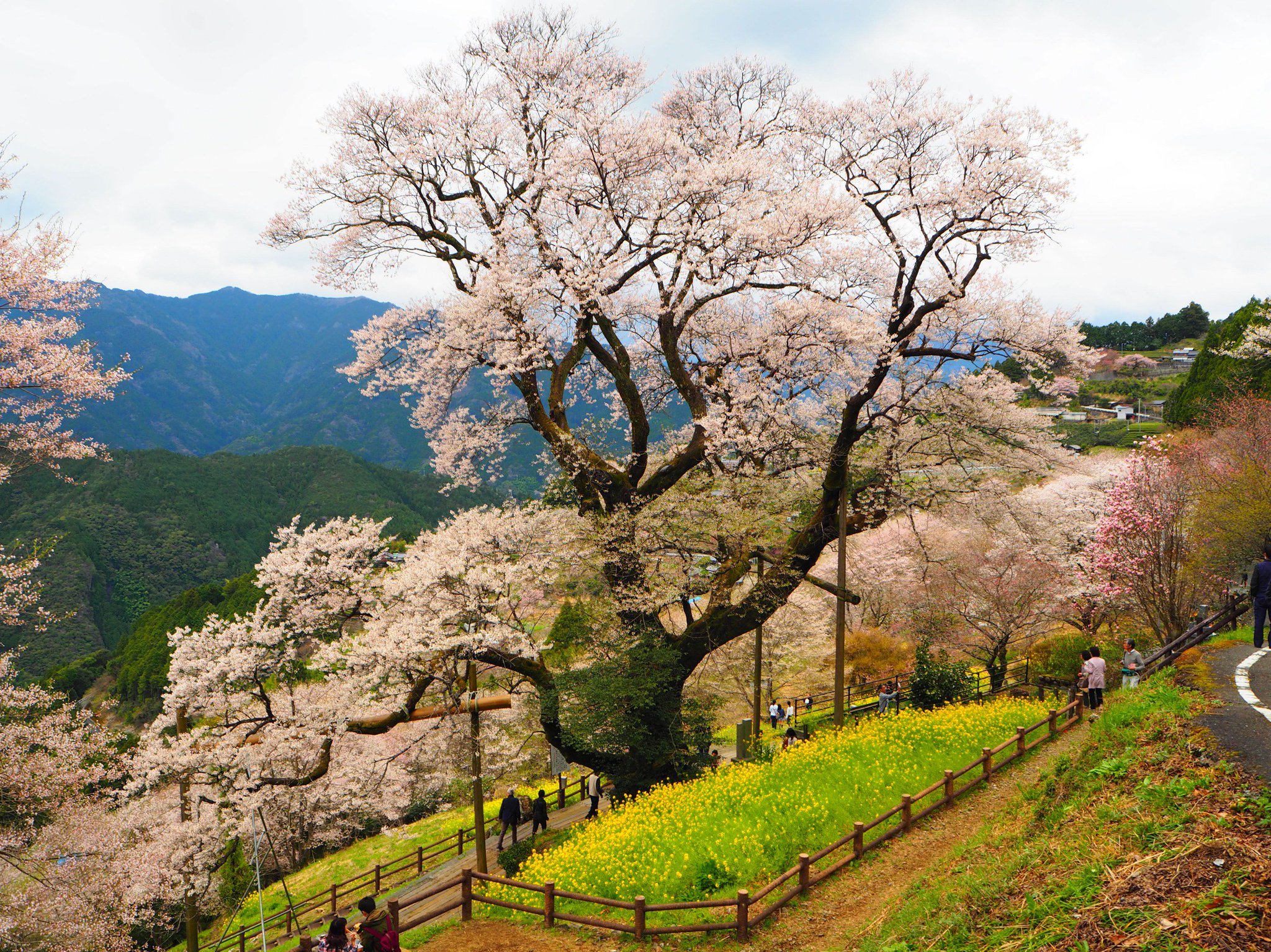 高知県広報広聴課 בטוויטר ひょうたん桜 高知県吾川郡仁淀川町桜にある ひょうたん桜 が見頃を迎えています 今日はあいにくの雨模様ですが 来週末は天気が回復するとのことなので お出かけの参考に 詳しくは T 高知県広報広聴課 בטוויטר ひょうたん桜 高知県吾川郡仁淀川町桜にある ひょうたん桜 が見頃を迎えています 今日はあいにくの雨模様ですが 来週末は天気が回復するとのことなので お出かけの参考に 詳しくは T