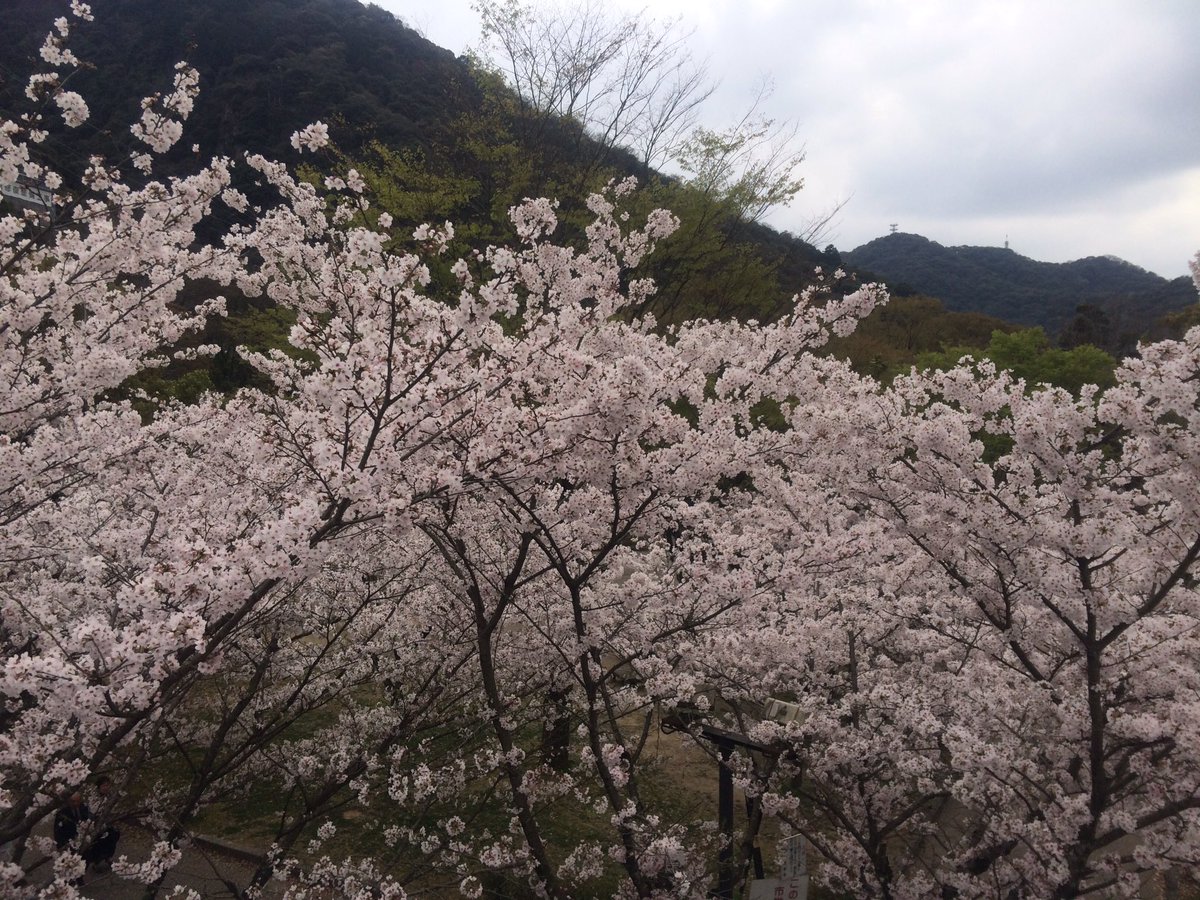 robotic_voice's tweet photo. おはよ！今日は友達と花見に来てるよ。天気が良くないのが残念… https://t.co/jYM0Npoxpp