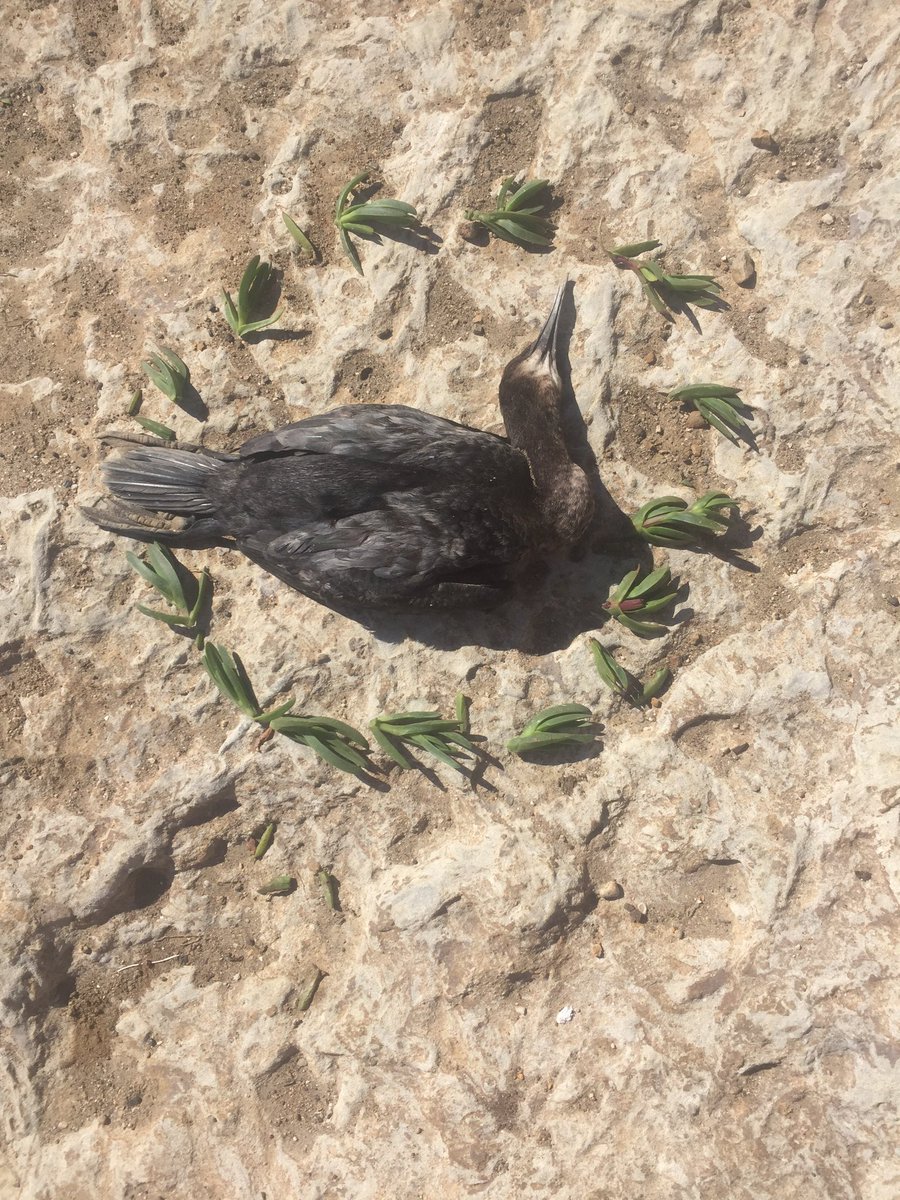 natalieekeith's tweet image. Yesterday was perfect 🌞🤘🏻 #springbreak16