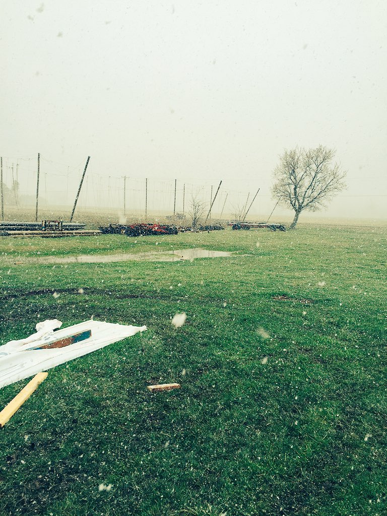 We should be watching hops grow....instead we are watching it snow!