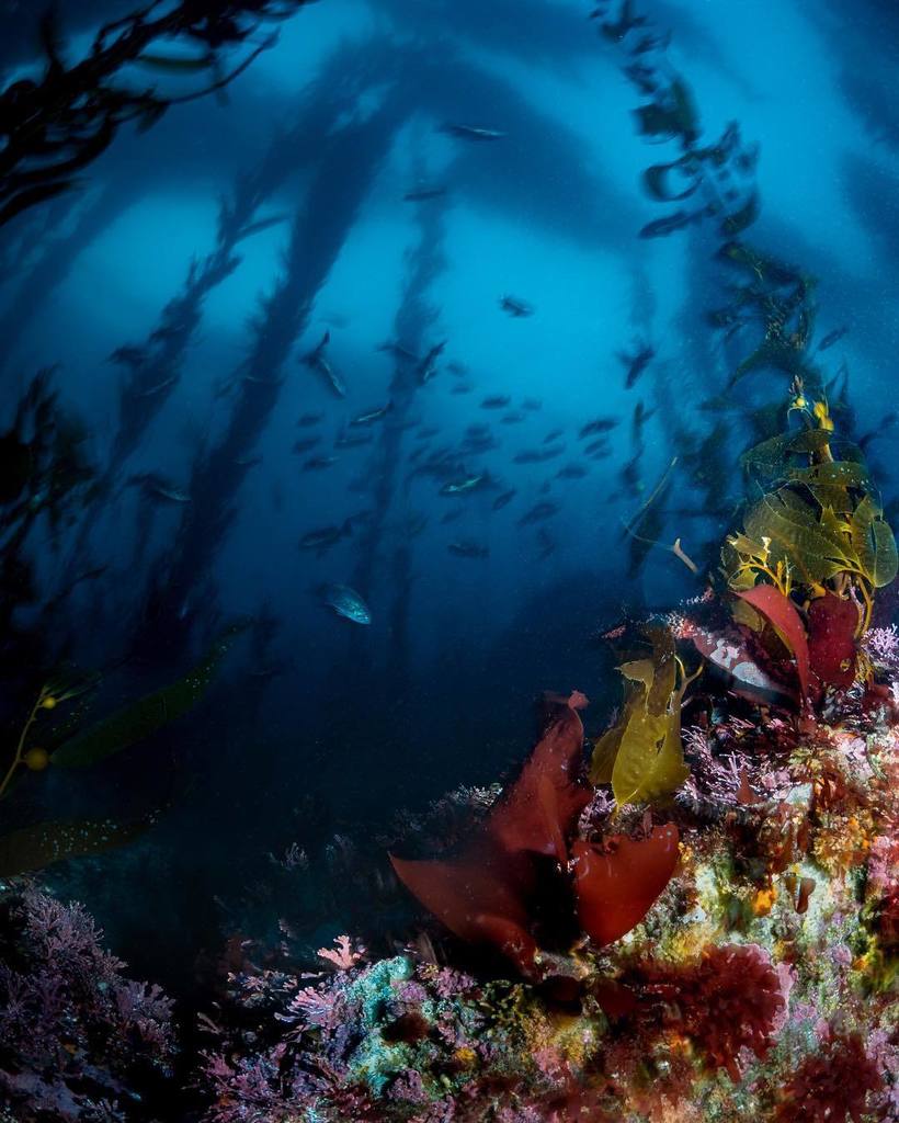 underwaterpat's tweet photo. "Welcome to the Kelp Forest Crepuscular!" // @crex1182, @dsfurcata and I managed to catch … https://t.co/shPvpmllFS https://t.co/R7OyCnJk9S