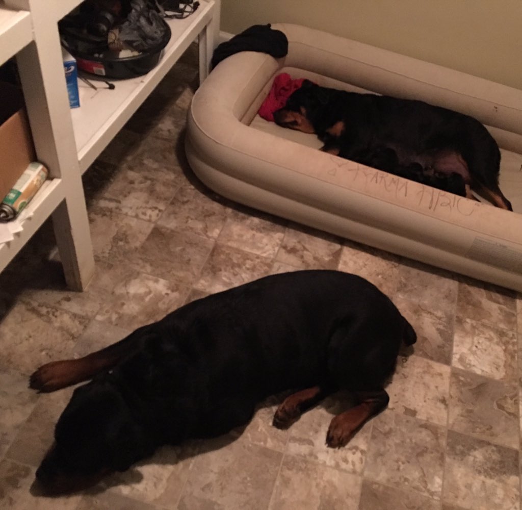 GOGITIT's tweet photo. FAMILY❤️TIME #DreamTeam✨🐶🐶🐶🐶🐶🐶 #HBIC🐾 #MAXXIMUS🐾 #BossROTTS🐾 https://t.co/lHF9rrQT2t