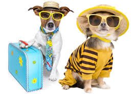paulraiti's tweet photo. Moving With Pets:  https://t.co/6GMZiZQvSq
#MovingWith #FourLeggedFriends #Pets #PaulRaiti #Realtor #RealEstate https://t.co/v8kYDvhyJf