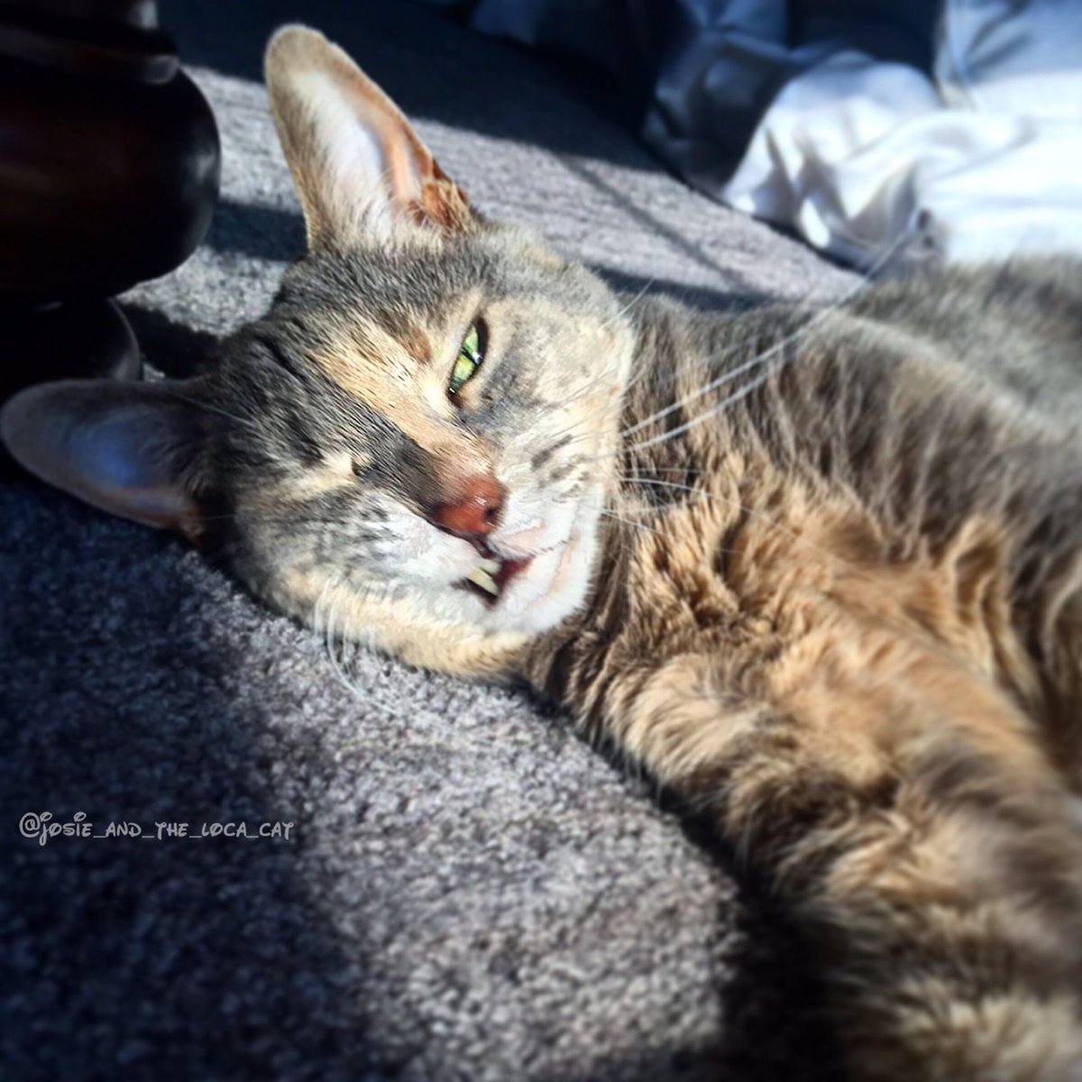 josieandlocacat's tweet photo. Oops the front facing camera is on! #catselfie #catmeme #funnycat #cat #cats #Caturday #youtube #derp #catderp #meow https://t.co/2nkXAQpB4G