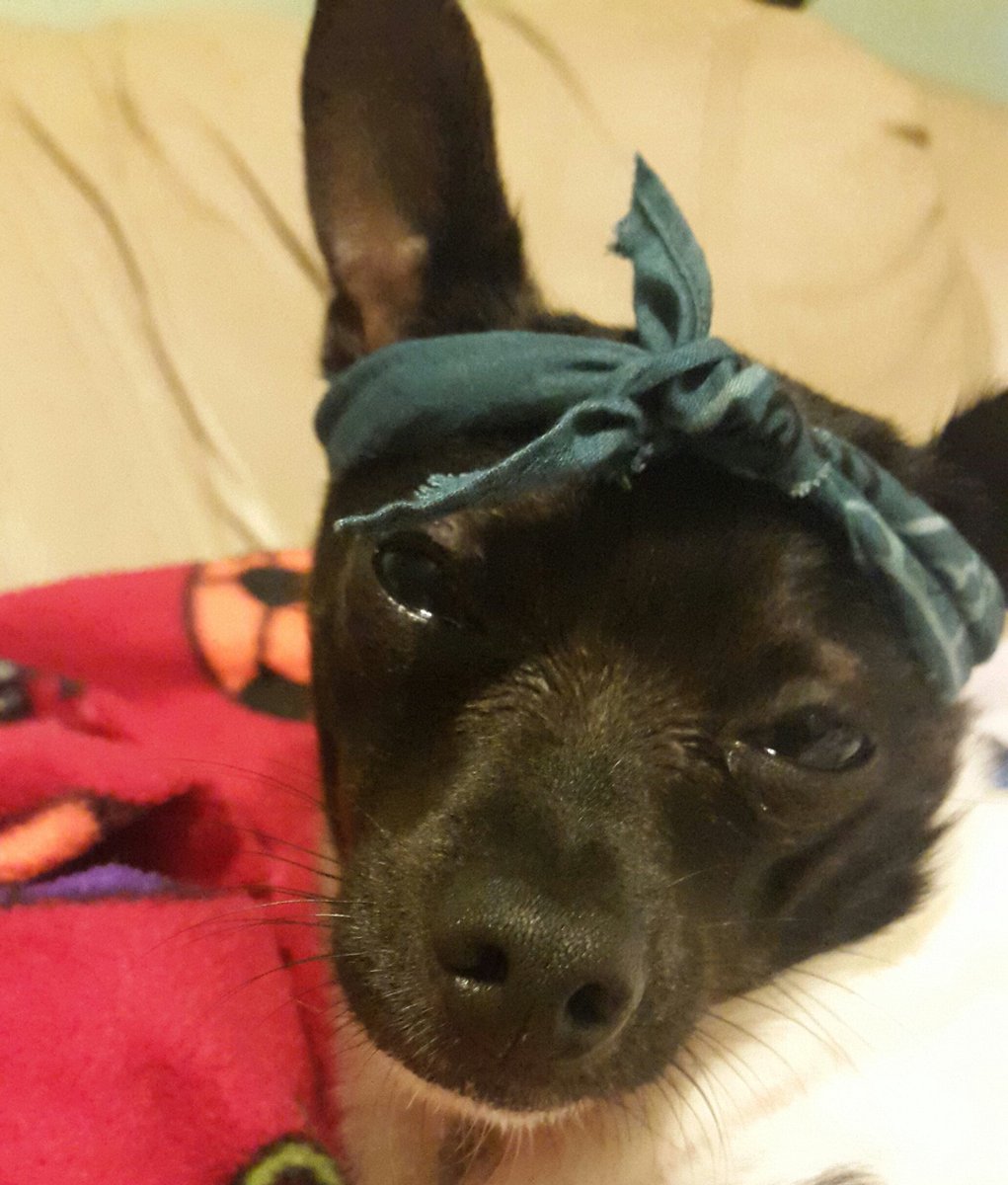 guerrero_mommy's tweet photo. I didnt choothe the thug life, the thug life chothe me. #ratterrier #rileywho? https://t.co/mmGJobwAvM
