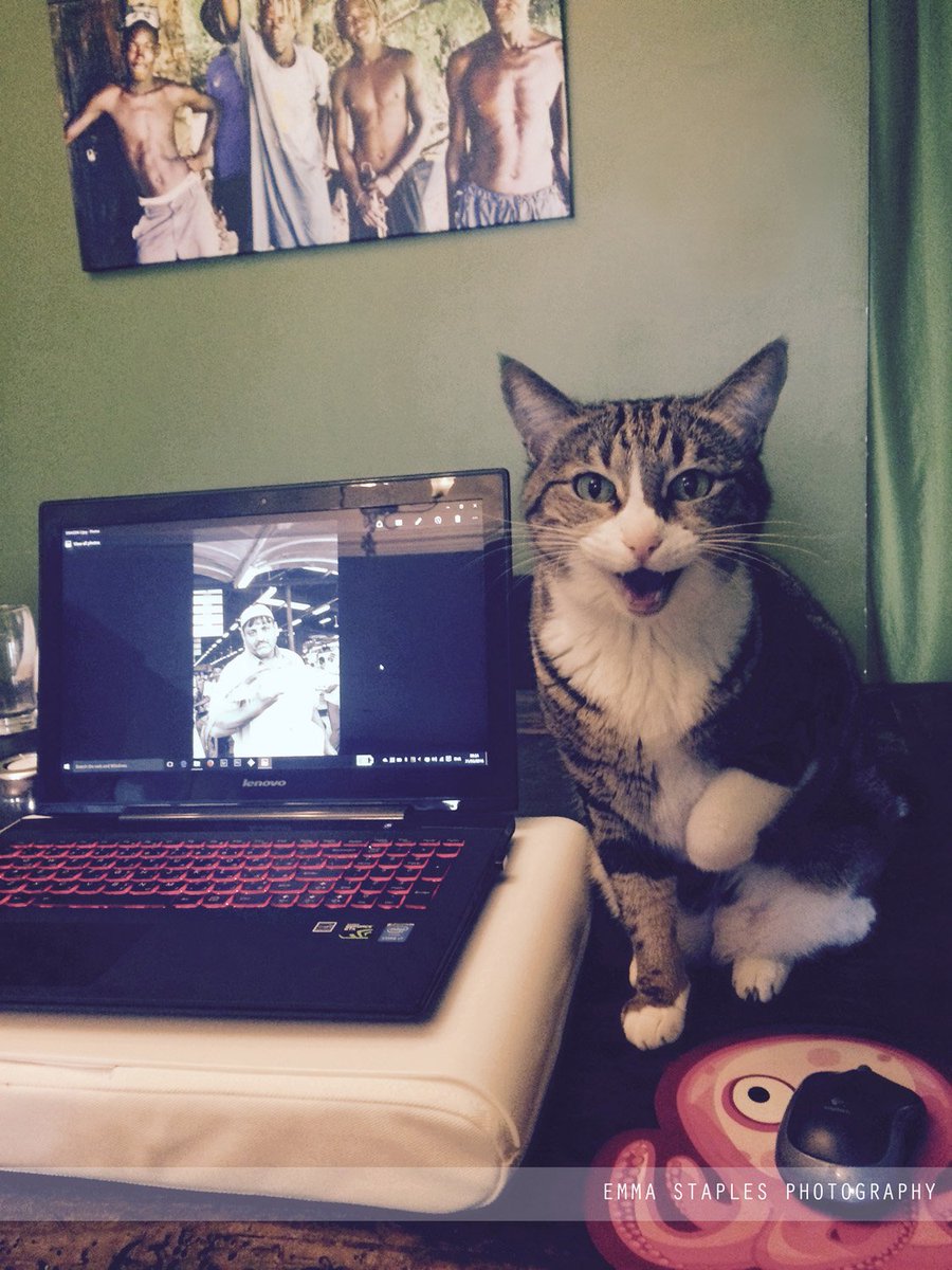 PhotoStaples's tweet photo. Morning! Someone is demanding cuddles. #EditingWithCats #Cats #Kitty #DubaiPhotographer #EmmaStaplesPhotography https://t.co/gcg1GzyILf