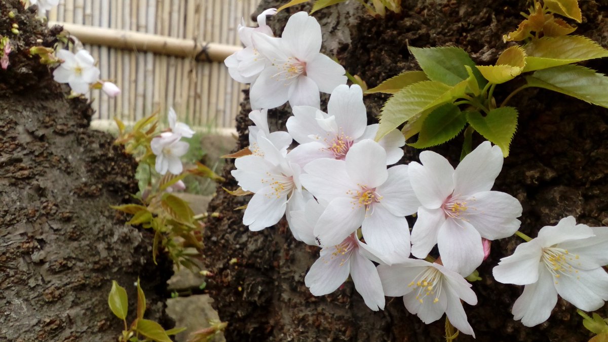 Cycleosaka's tweet photo. Experience the cherry blossoms in Osaka this week https://t.co/GAixF6oODL #cycleosaka #sakura #japan https://t.co/kVlNNjBtNY