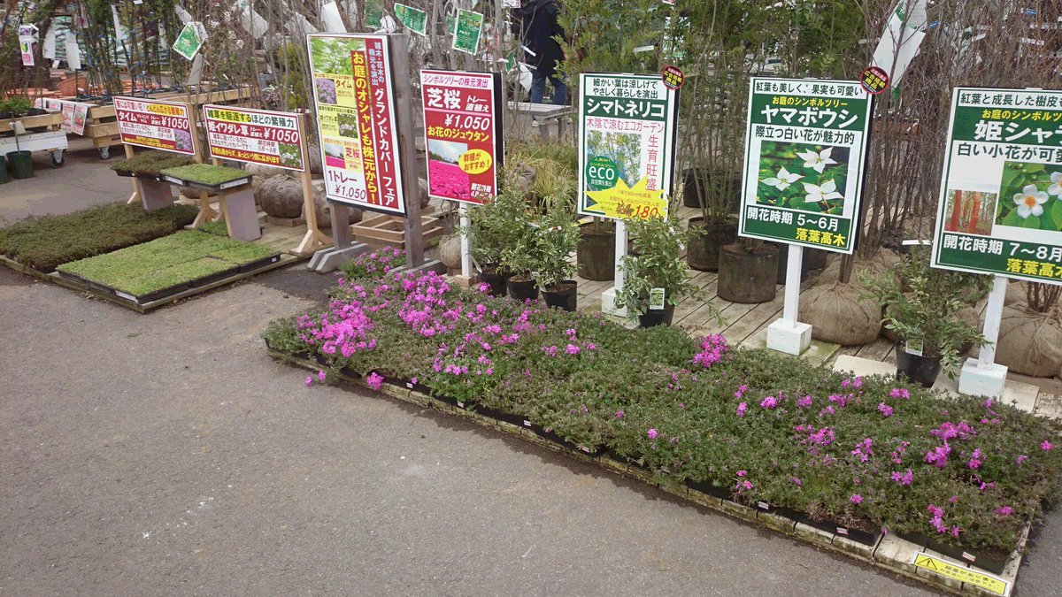 ジョイフル本田 ガーデンセンター Sur Twitter ガーデンセンター富里店 お庭のオシャレは株元から グランドカバーフェア開催中 シンボルツリーや花木を引き立てます 雑草を駆逐する繁殖力の 姫イワダレソウ ピンクの小花が可愛い タイム 花の