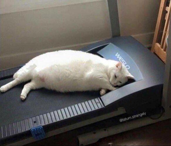 when you want to get in shape for summer but life is hard
