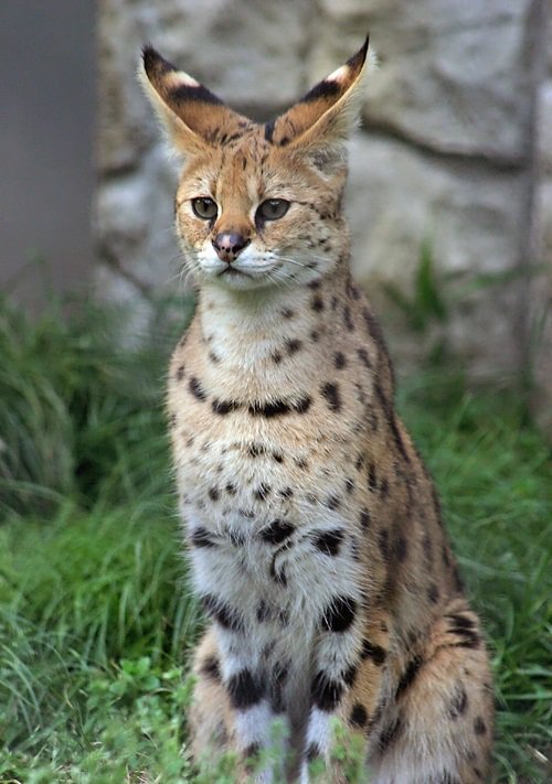 すー Twitterren スタイルが抜群なこの凄い高級そうなネコさん お名前はサーバルキャット お値段なんと1匹0万するとかなんとか 車買えちゃいますね どうやらこの凄いお方 特定動物に指定されていて 飼育するのに国の許可が必要みたいです T Co すー Twitterren スタイルが抜群なこの凄い高級そうなネコさん お名前はサーバルキャット お値段なんと1匹0万するとかなんとか 車買えちゃいますね どうやらこの凄いお方 特定動物に指定されていて 飼育するのに国の許可が必要みたいです T Co