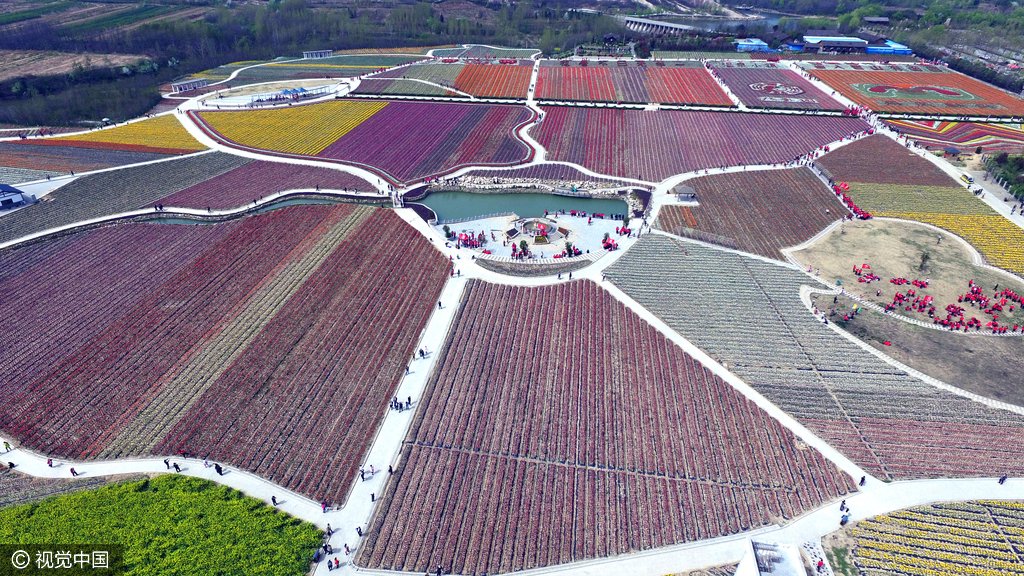 Tulip_festival's tweet photo. RT @cctvnews An aerial view of tulips in full bloom in Zhumadian city, central China’s Henan province https://t.co/tVrdEcYWdr