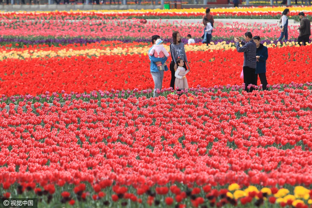 Tulip_festival's tweet photo. RT @cctvnews An aerial view of tulips in full bloom in Zhumadian city, central China’s Henan province https://t.co/tVrdEcYWdr