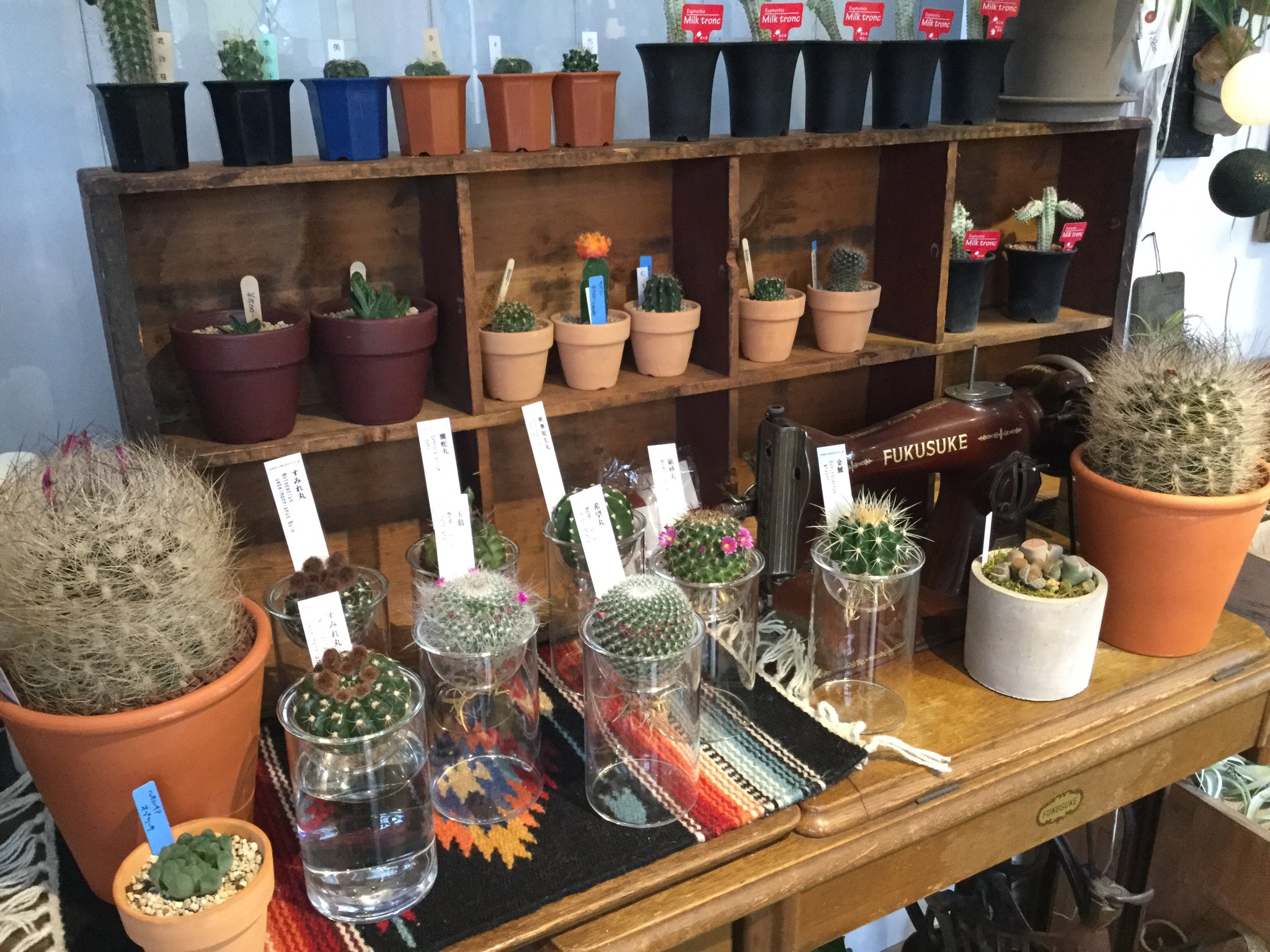 スーパーソル土佐 A Twitter 今日は高知市一宮の植物店 くくあ さんにお邪魔して多肉植物や苔 サボテン 着生植物などのお話を聞かせて頂きました オーナーさん知識豊富 T Co Lgi9vwhgnk 高知 花屋 植物 多肉 サボテン T Co Jfu8pd0vvf