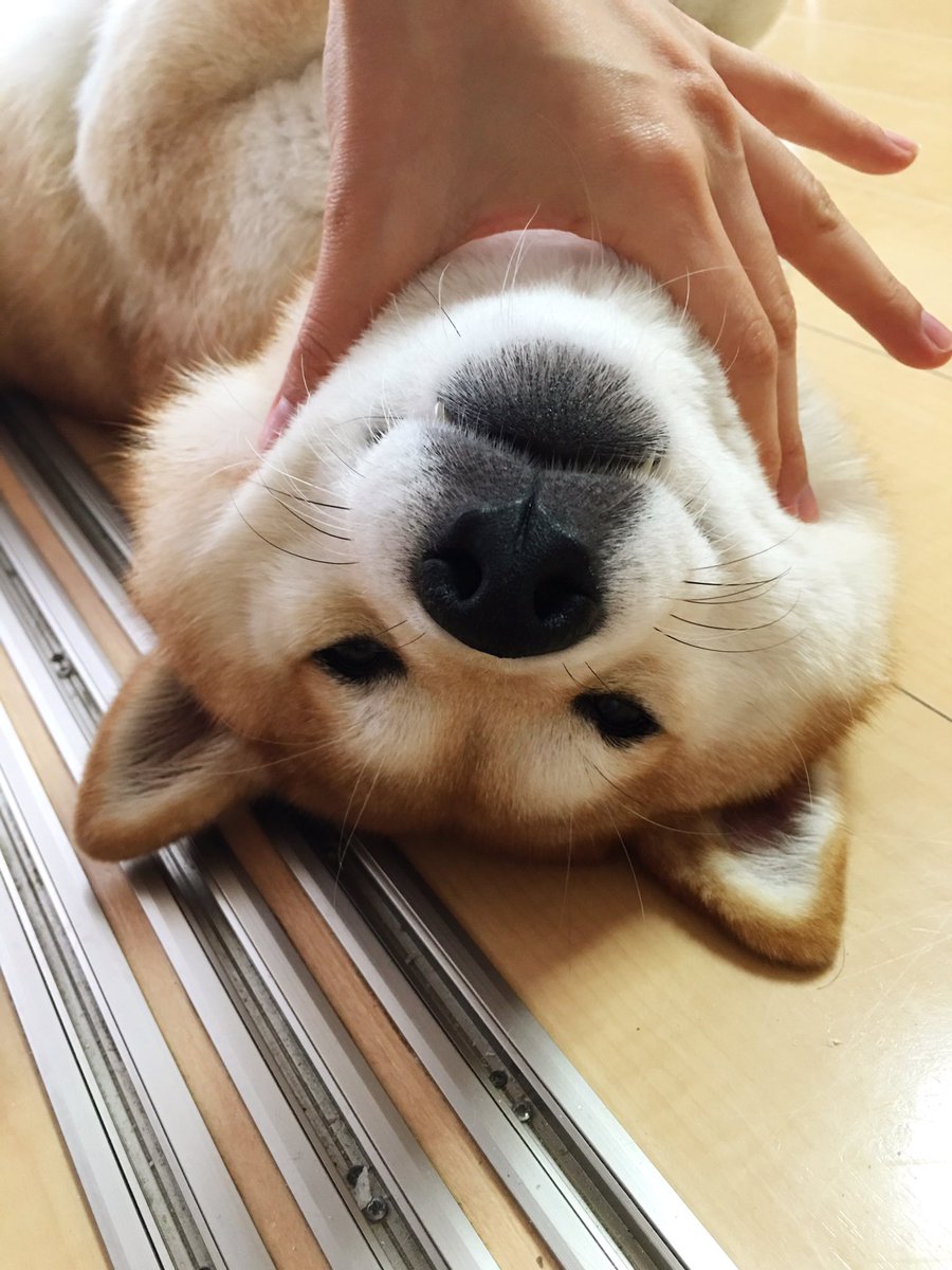 newshibesbot's tweet image. 