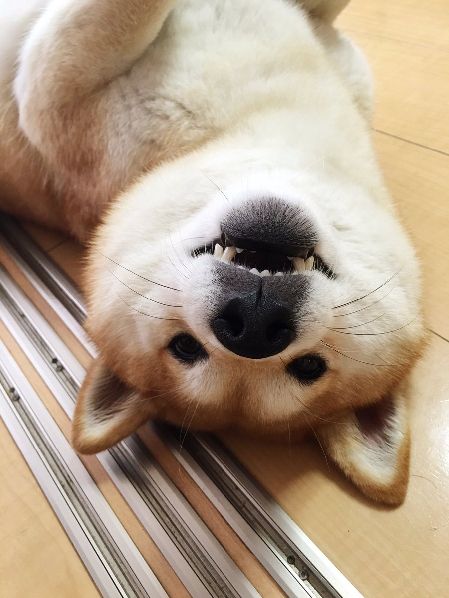 newshibesbot's tweet image. 