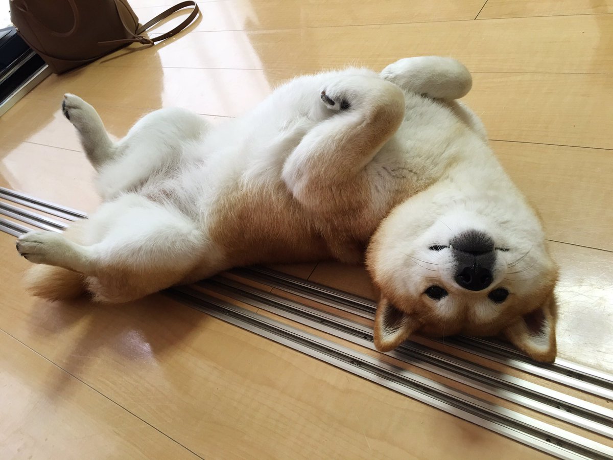 newshibesbot's tweet image. 