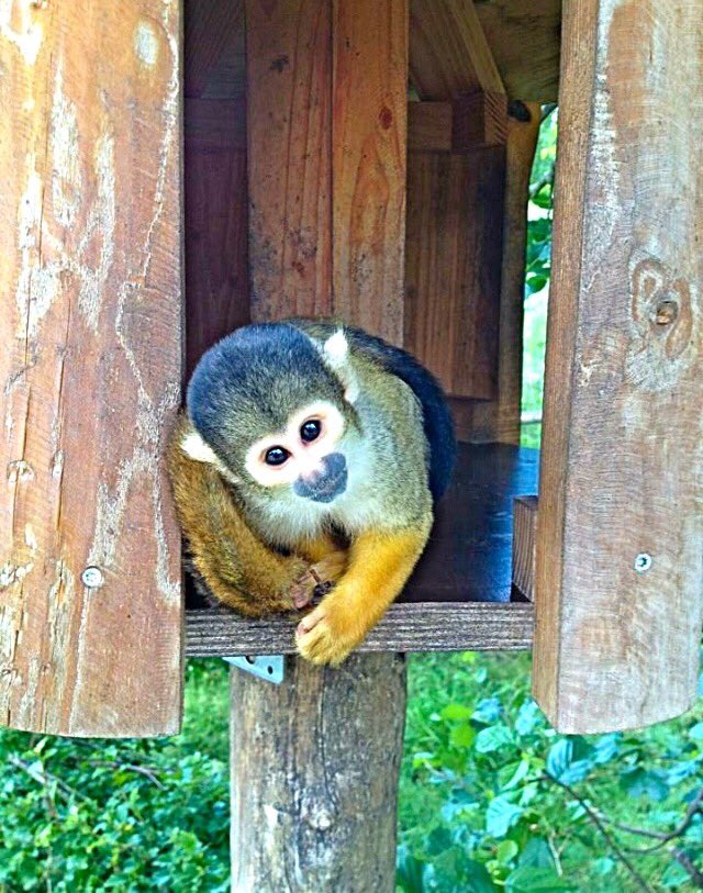 henriettelaur's tweet photo. #monkey #zoo #NaturePhotography #nature #outdoorlife #amaturephotography #photography #Animal #wildlife https://t.co/tJWfeIIdnB