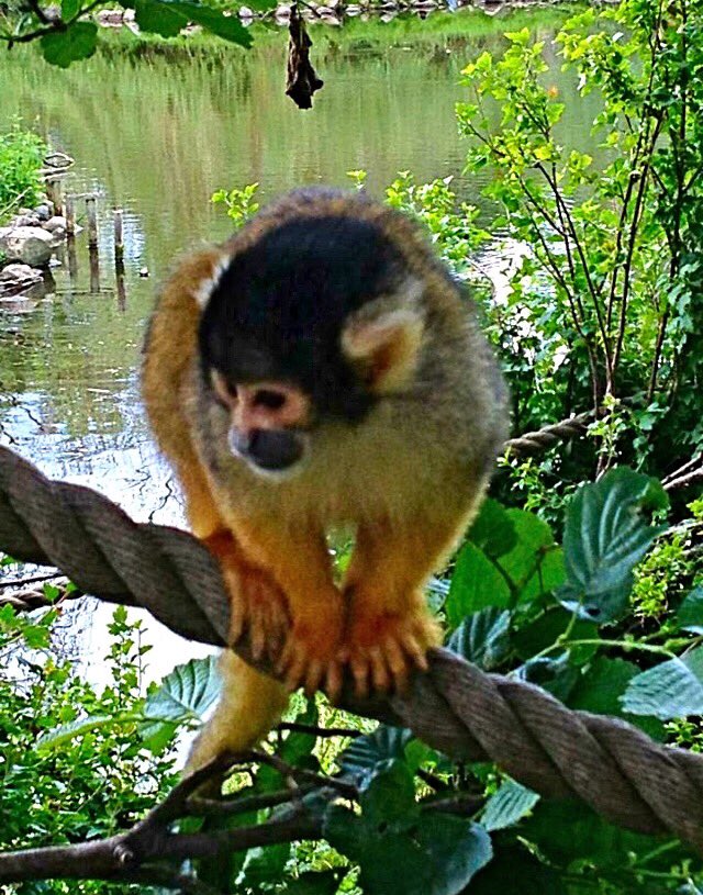 henriettelaur's tweet photo. #monkey #zoo #NaturePhotography #nature #outdoorlife #amaturephotography #photography #Animal #wildlife https://t.co/tJWfeIIdnB