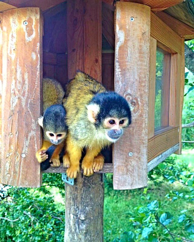 henriettelaur's tweet photo. #monkey #zoo #NaturePhotography #nature #outdoorlife #amaturephotography #photography #Animal #wildlife https://t.co/tJWfeIIdnB